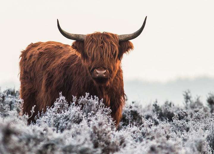 Ljuddämpande tavla - Buffalo