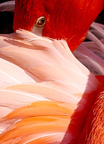 Ljuddämpande tavla - Red Swan