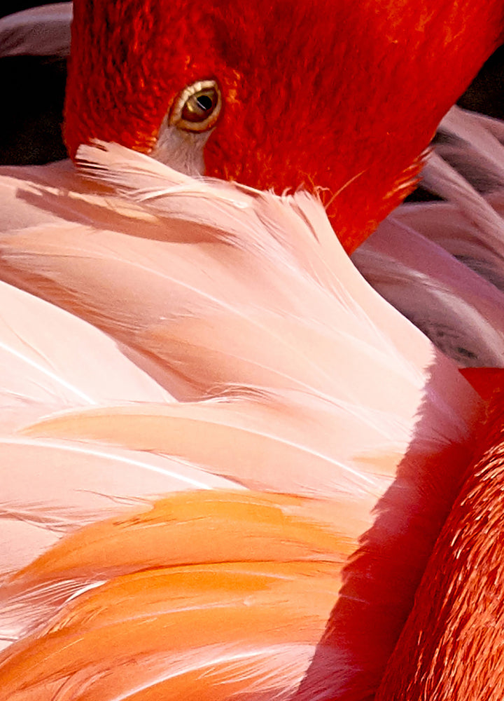 Ljuddämpande tavla - Red Swan