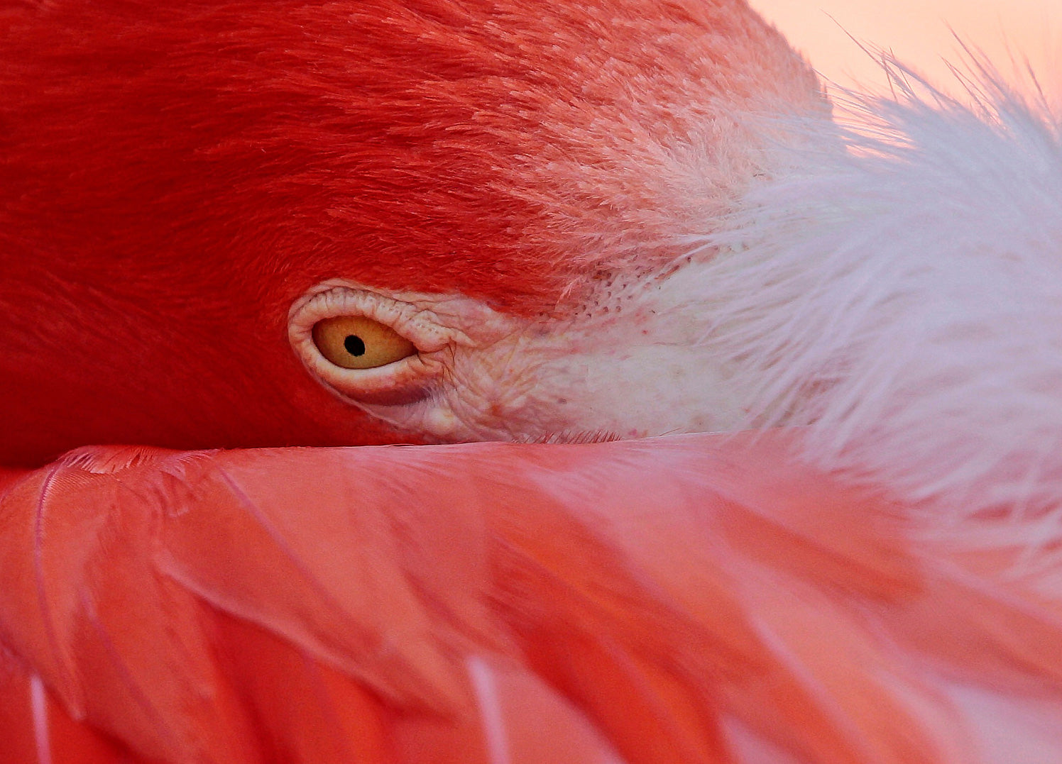 Ljuddämpande tavla - Feathers