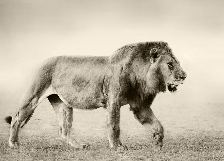 Ljuddämpande tavla - Botswana
