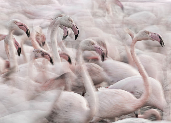 Ljuddämpande tavla - Flock