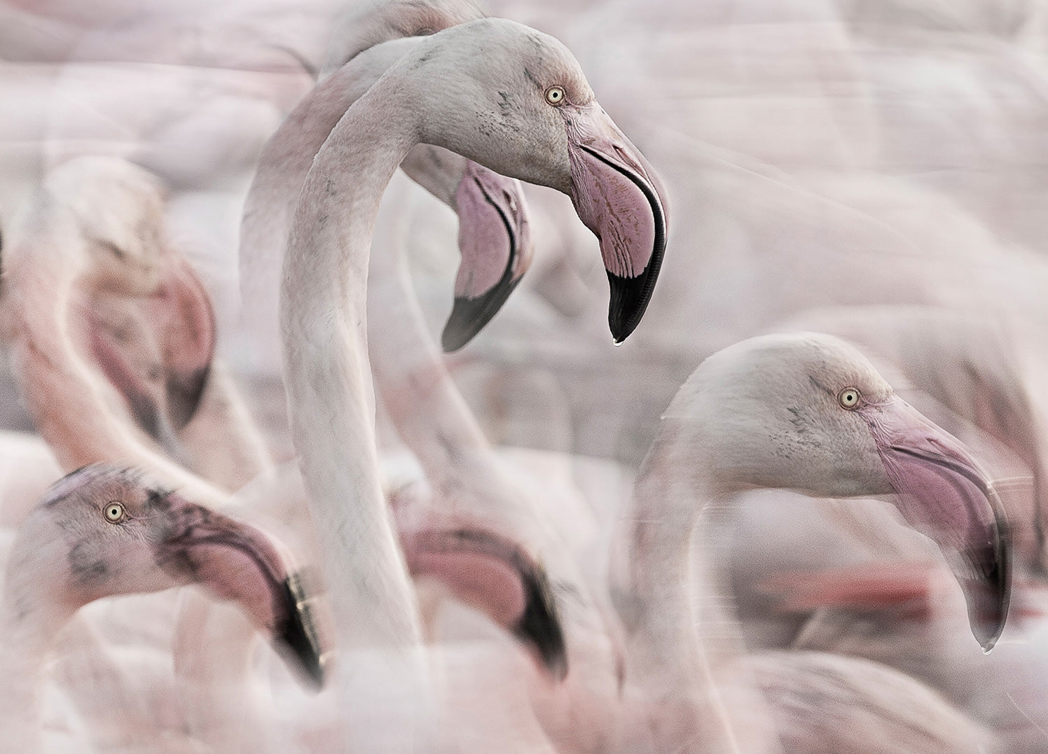 Ljuddämpande tavla - Flock