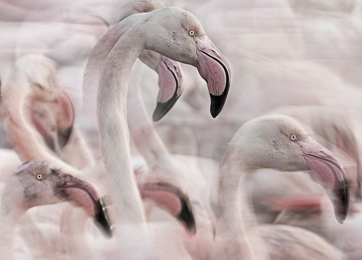 Ljuddämpande tavla - Flock