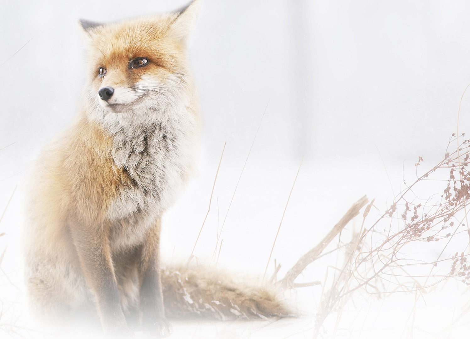Ljuddämpande tavla - Fox In The Fog