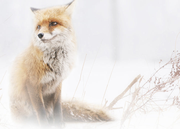Ljuddämpande tavla - Fox In The Fog