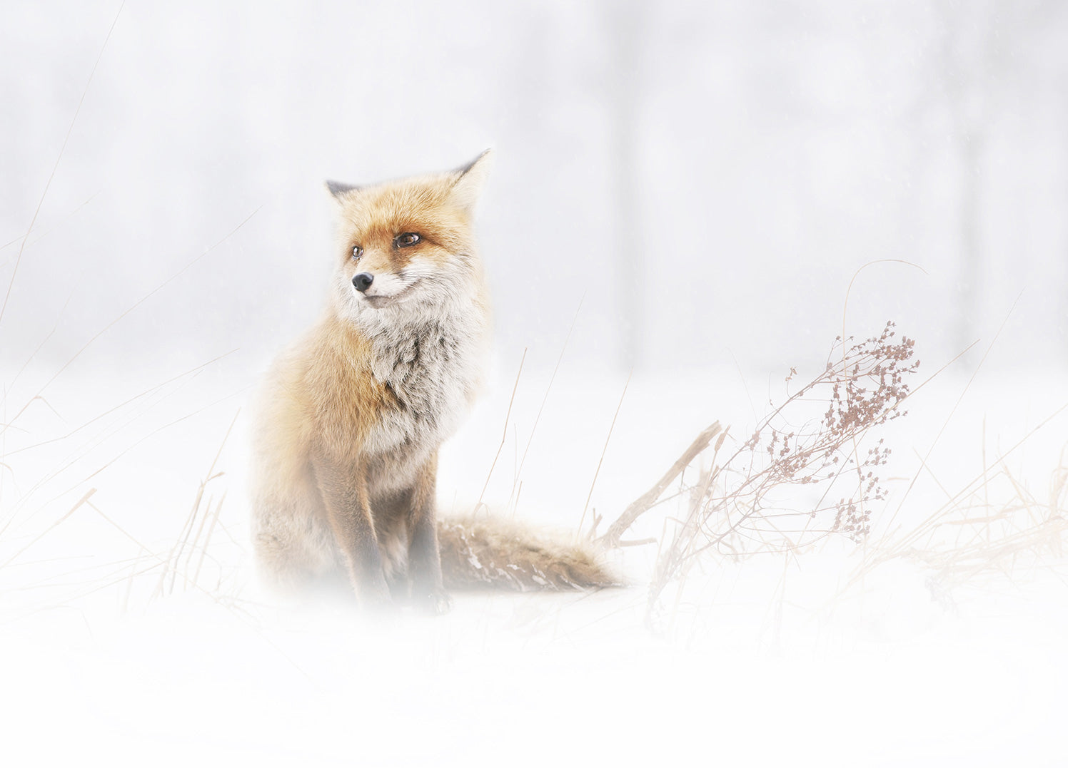 Ljuddämpande tavla - Fox In The Fog