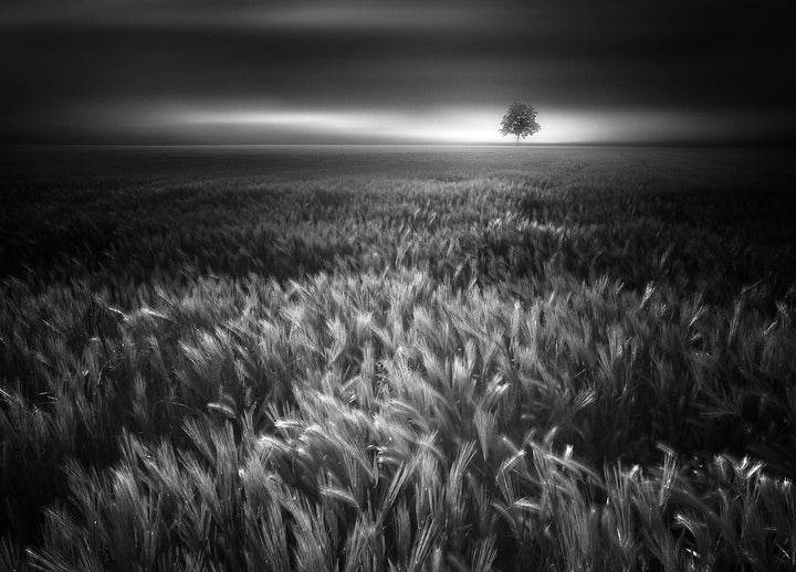 Ljuddämpande tavla - Bucolic Sunrises