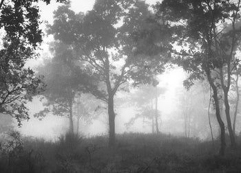 Ljuddämpande tavla - Ethereal Moody Moments