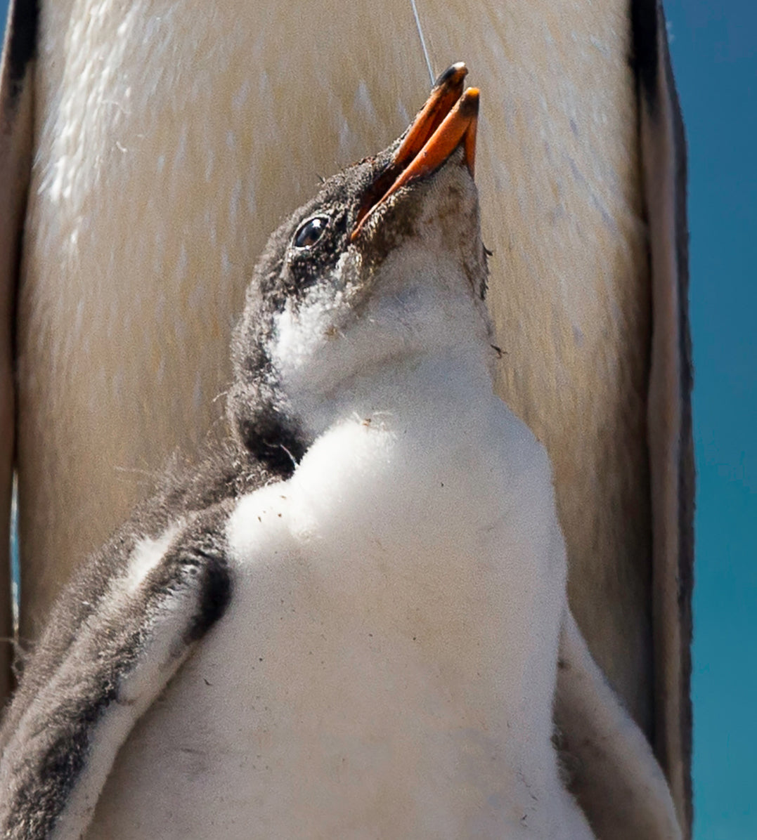 Ljuddämpande tavla - Penguin