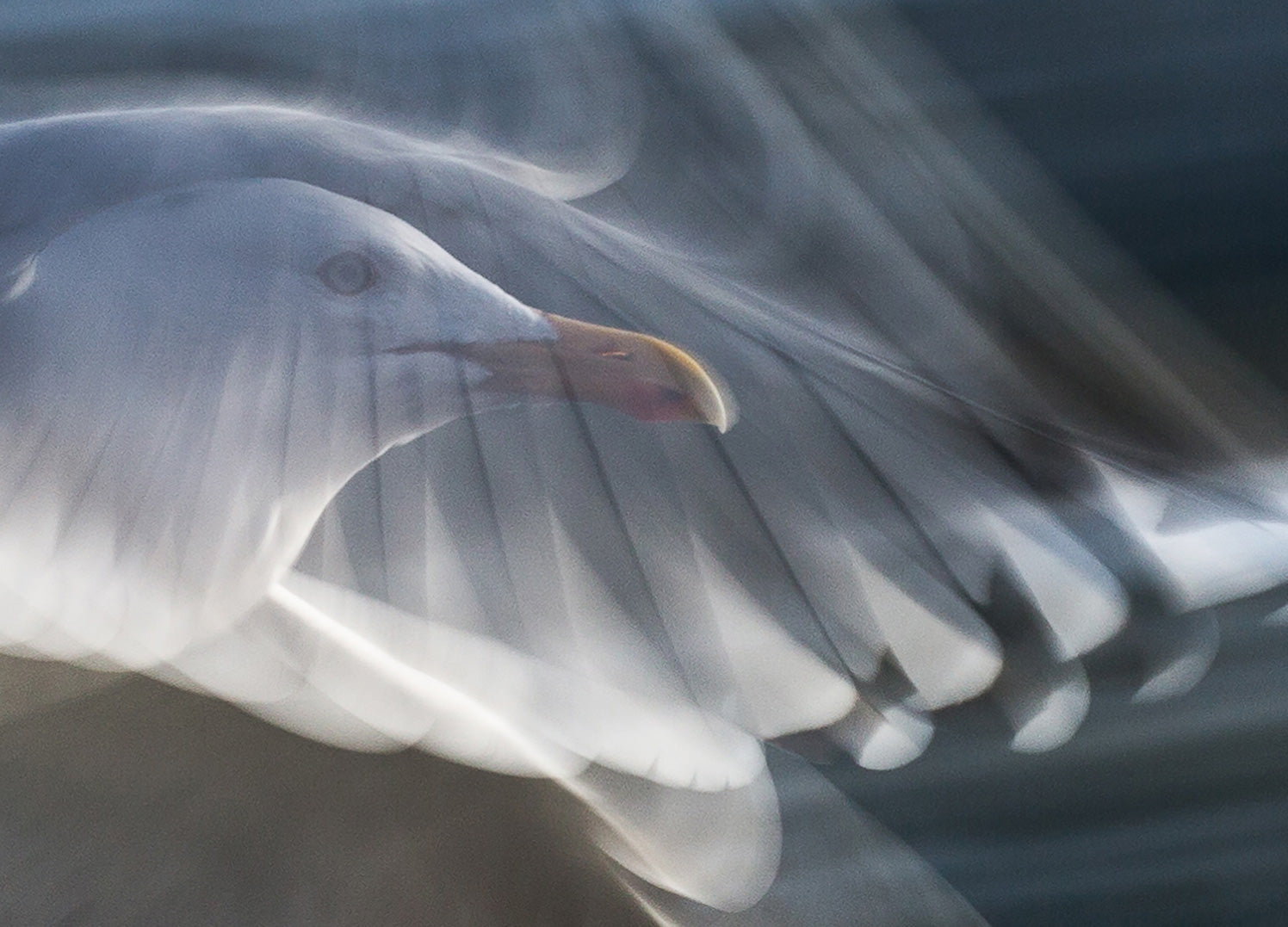 Ljuddämpande tavla - Seagull