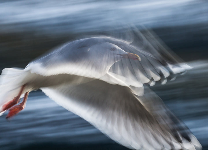 Ljuddämpande tavla - Seagull
