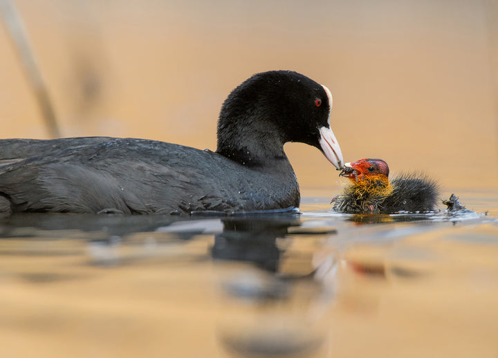 Ljuddämpande tavla - Motherhood
