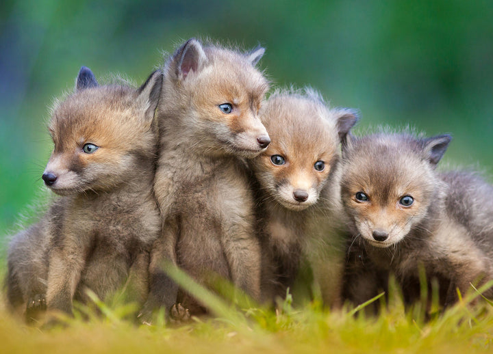 Ljuddämpande tavla - Wolfs of Sweden