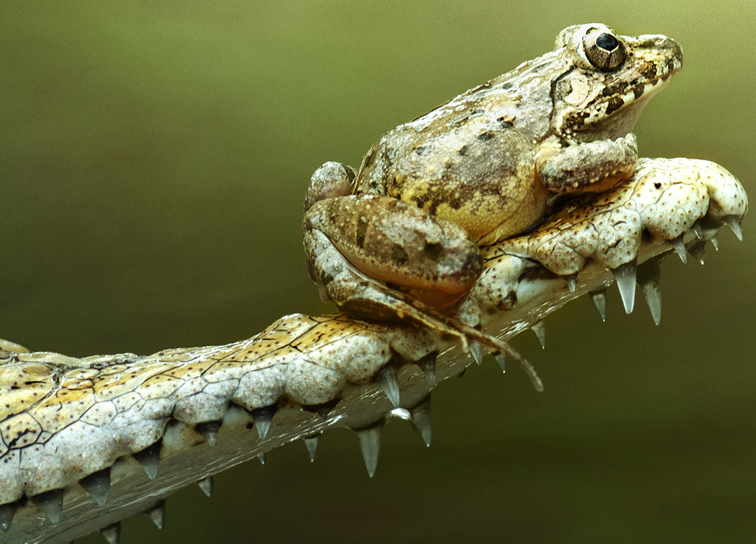 Ljuddämpande tavla - Frog And The Beast