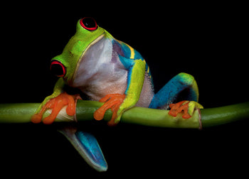 Ljuddämpande tavla - Froggy