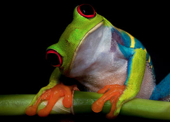 Ljuddämpande tavla - Froggy