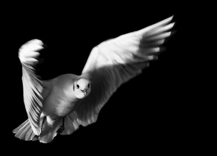 Ljuddämpande tavla - Flight of Freedom