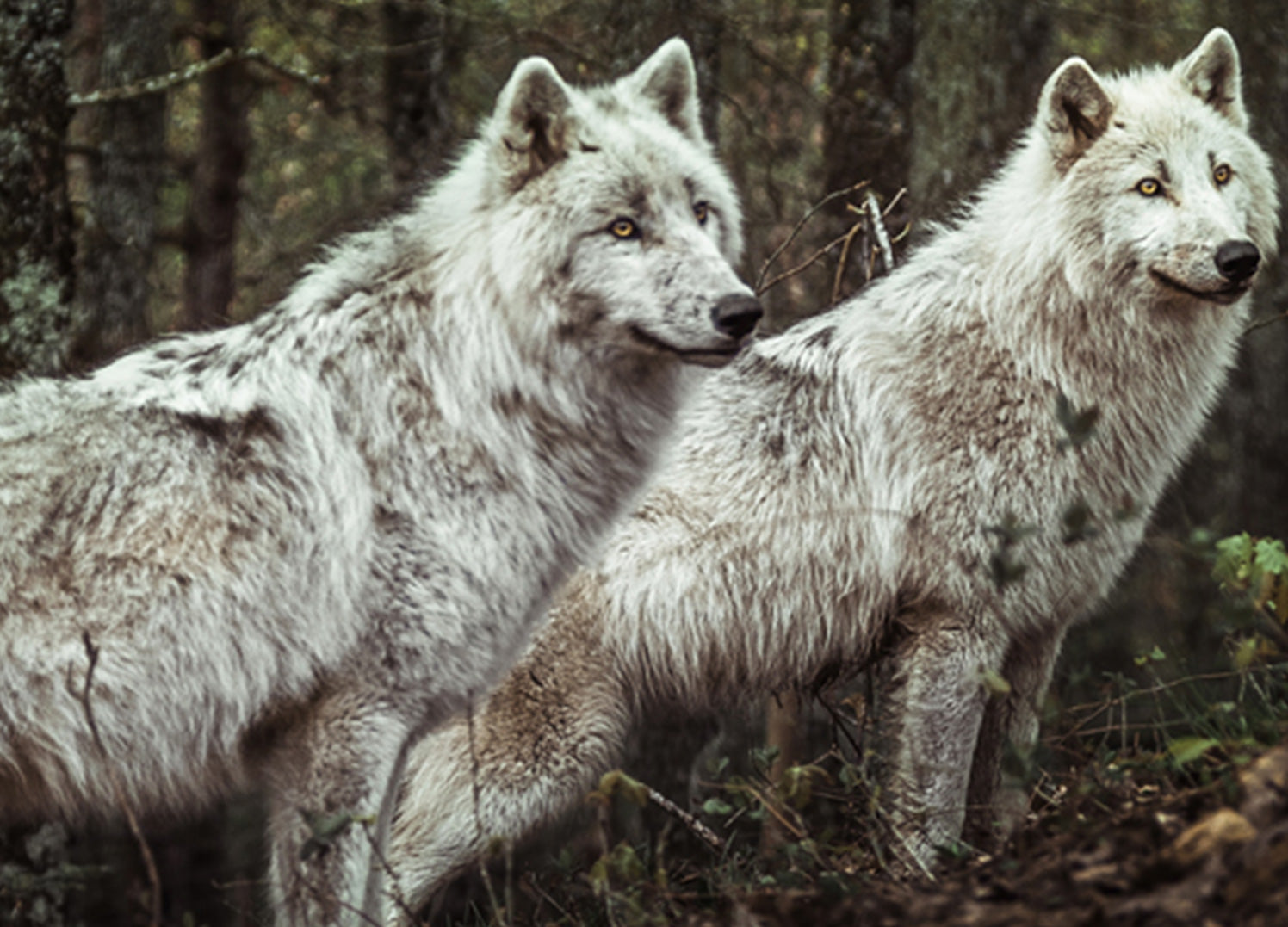 Ljuddämpande tavla - Predators