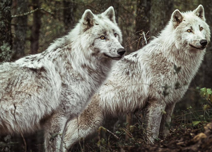 Ljuddämpande tavla - Predators