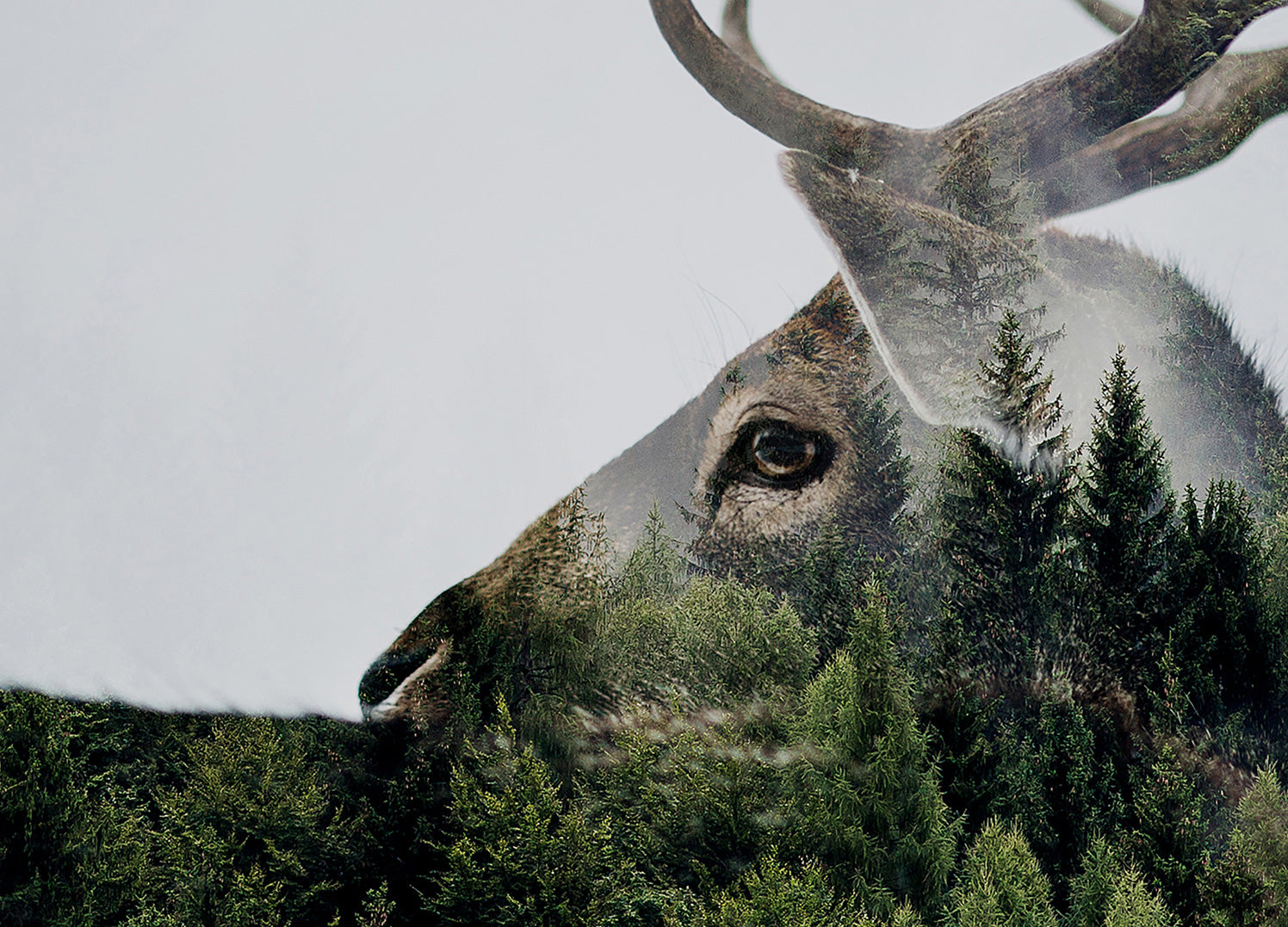Ljuddämpande tavla - Antler