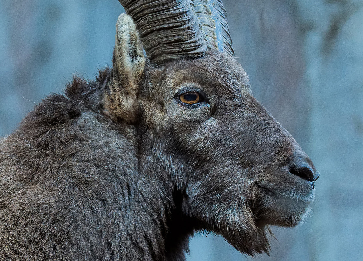 Ljuddämpande tavla - Buck