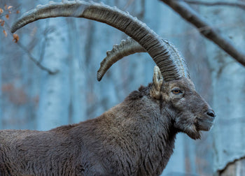Ljuddämpande tavla - Buck