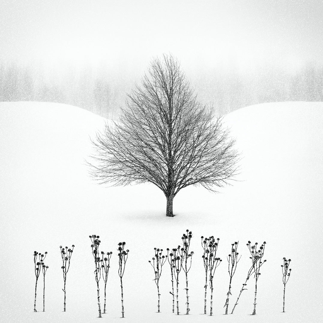 Ljuddämpande tavla - Shade in The Field