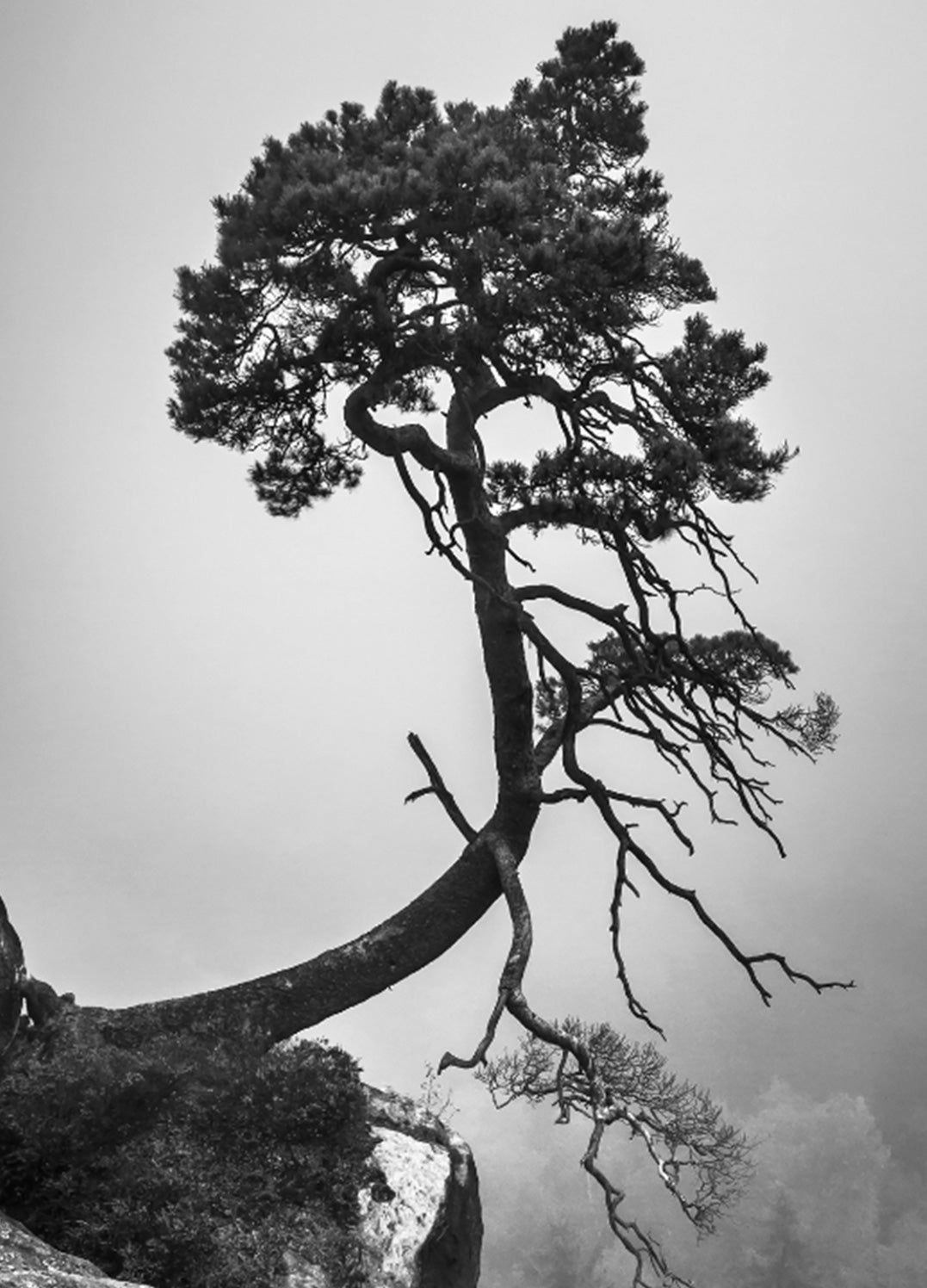 Ljuddämpande tavla - Tree of Hope
