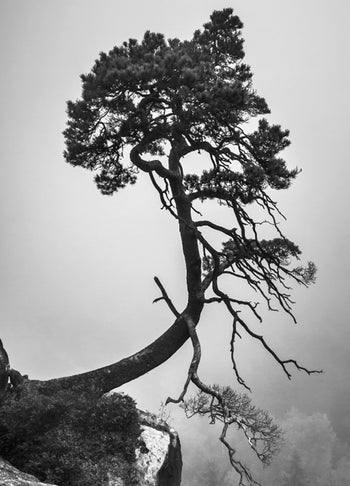 Ljuddämpande tavla - Tree of Hope