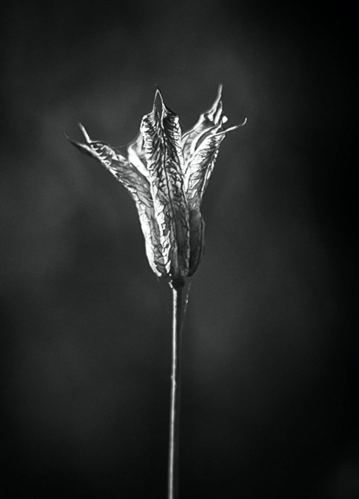 Ljuddämpande tavla - Bloom in The Light