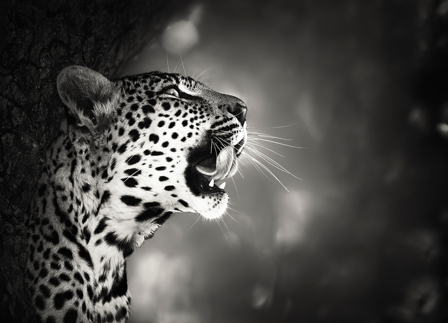 Ljuddämpande tavla - Hunting - Leopard