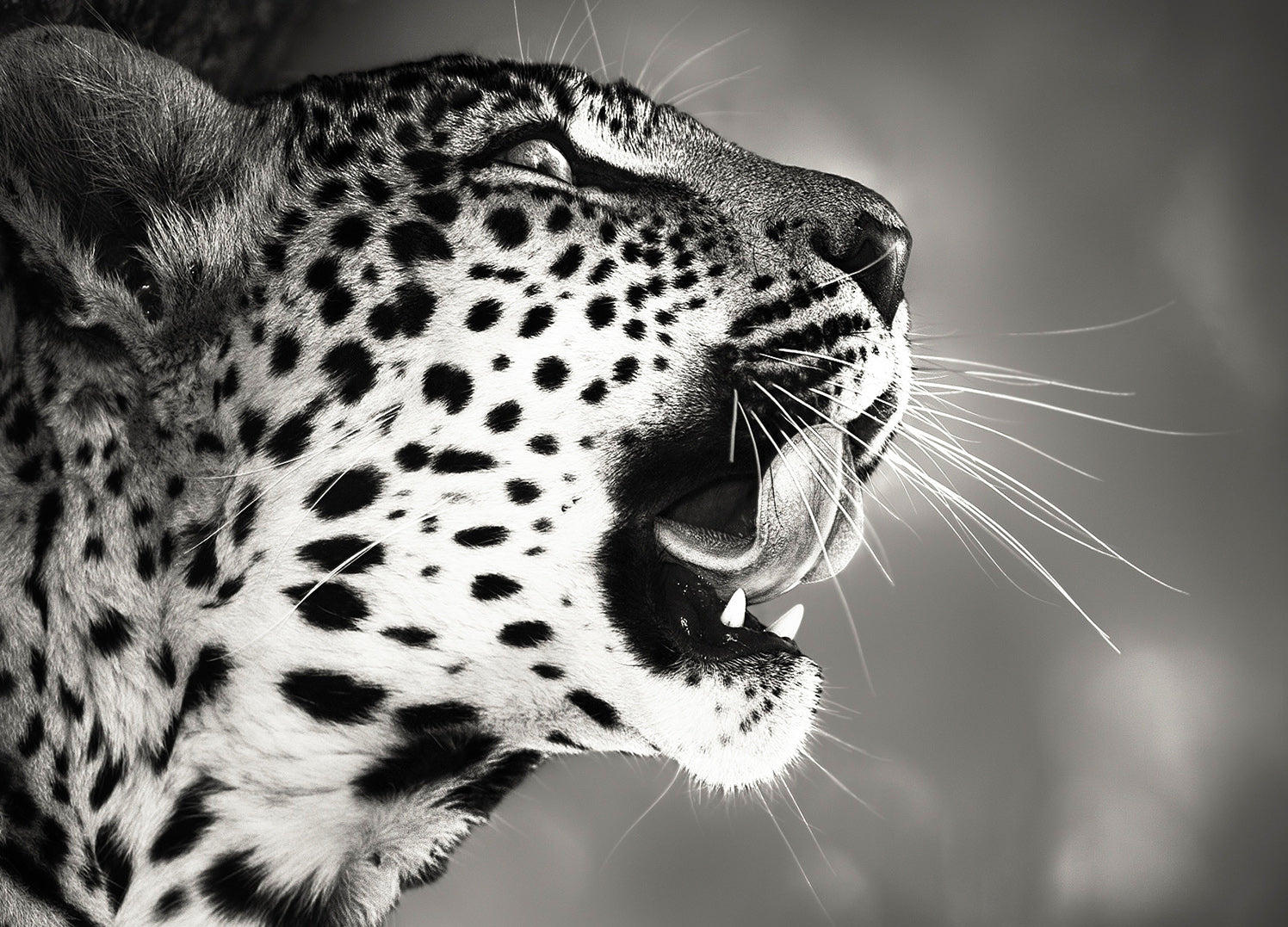 Ljuddämpande tavla - Hunting - Leopard