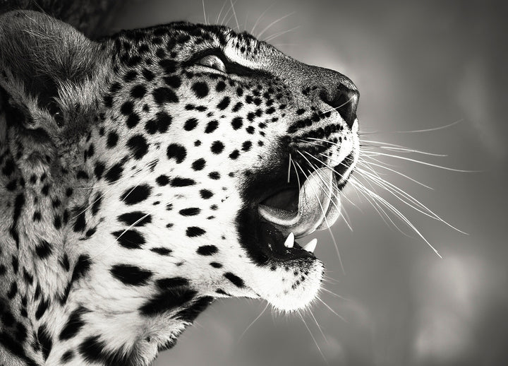 Ljuddämpande tavla - Hunting - Leopard