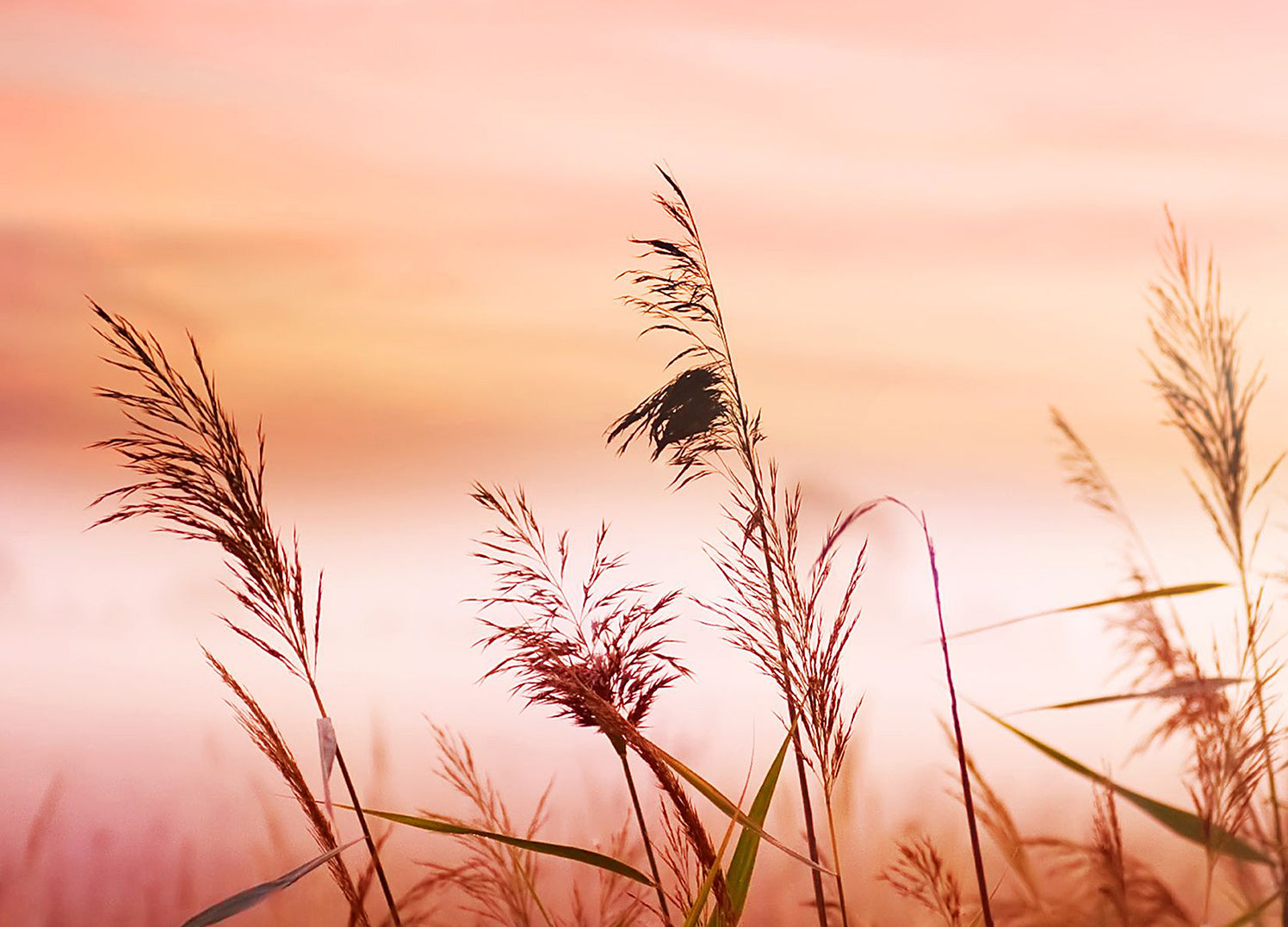 Ljuddämpande tavla - Warm Meadow