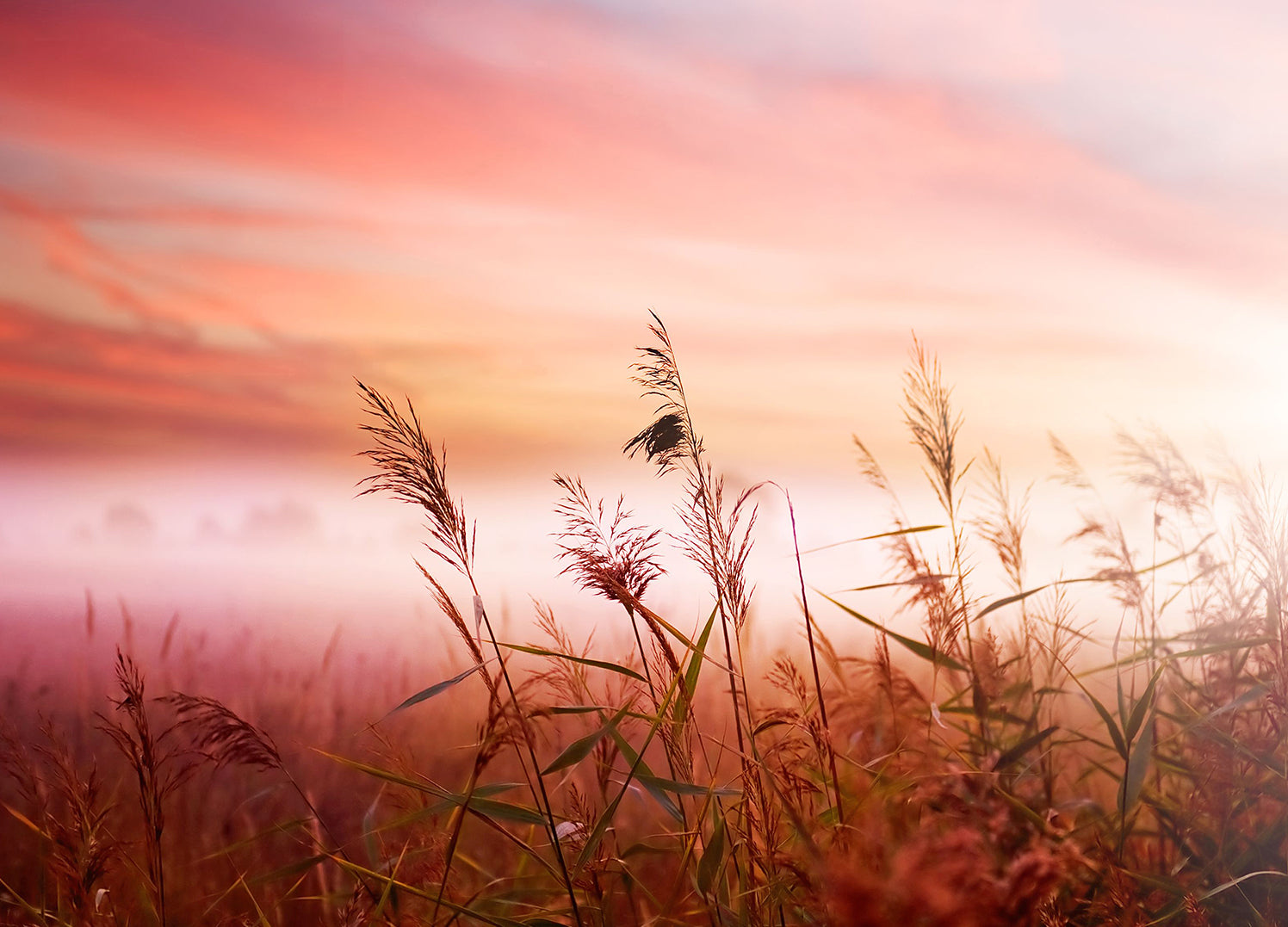 Ljuddämpande tavla - Warm Meadow