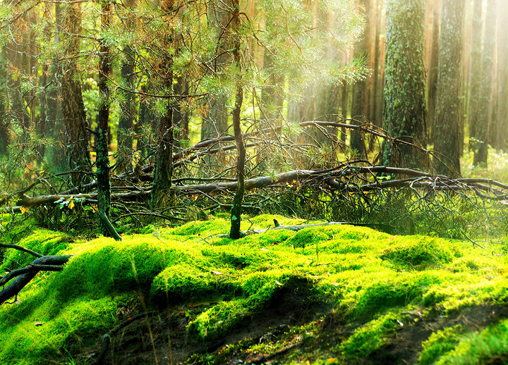 Ljuddämpande tavla - Grön sommar skog