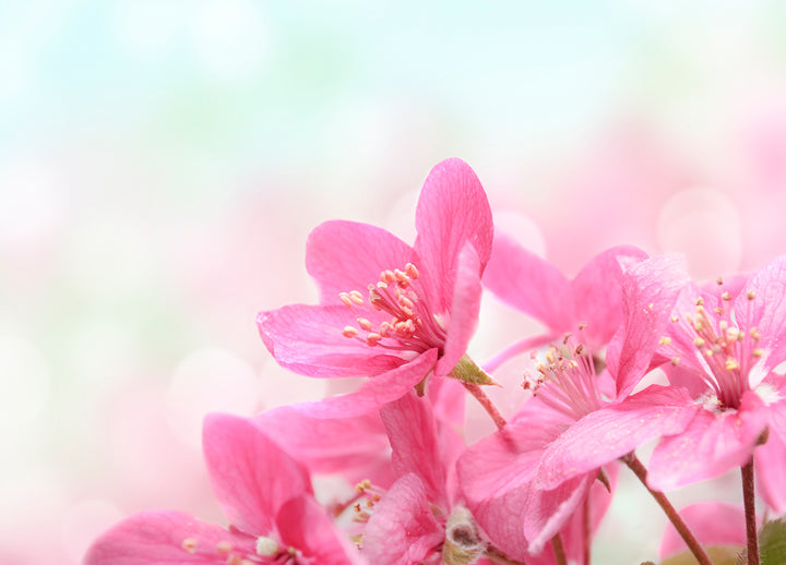 Ljuddämpande tavla - Rosa äng