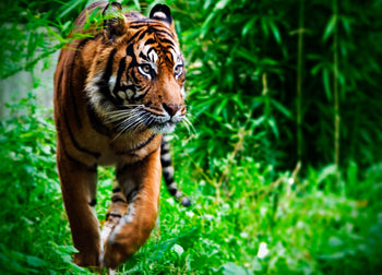 Ljuddämpande tavla - Tiger