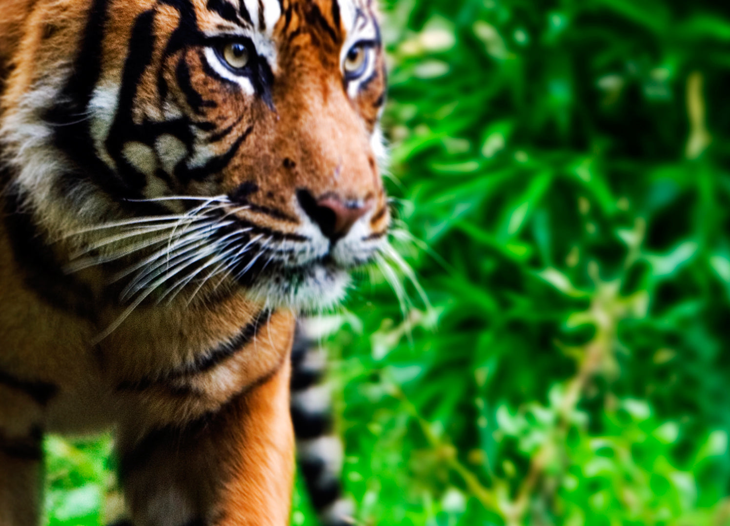 Ljuddämpande tavla - Tiger