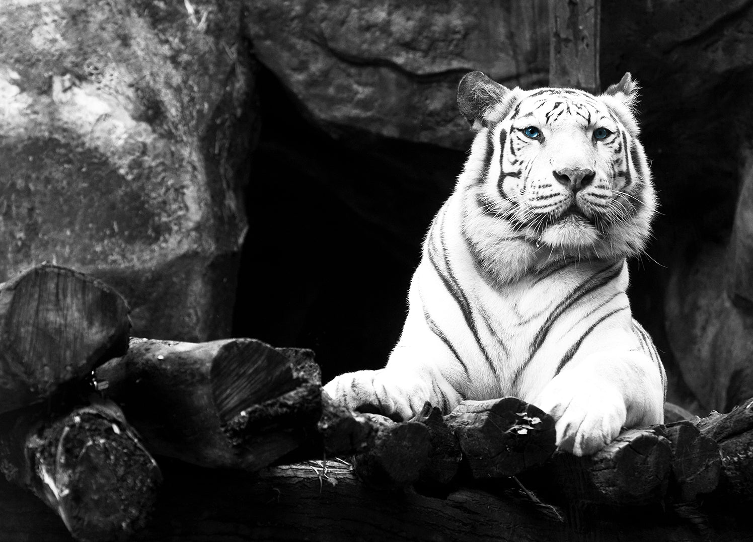 Ljuddämpande tavla - Vit Tiger