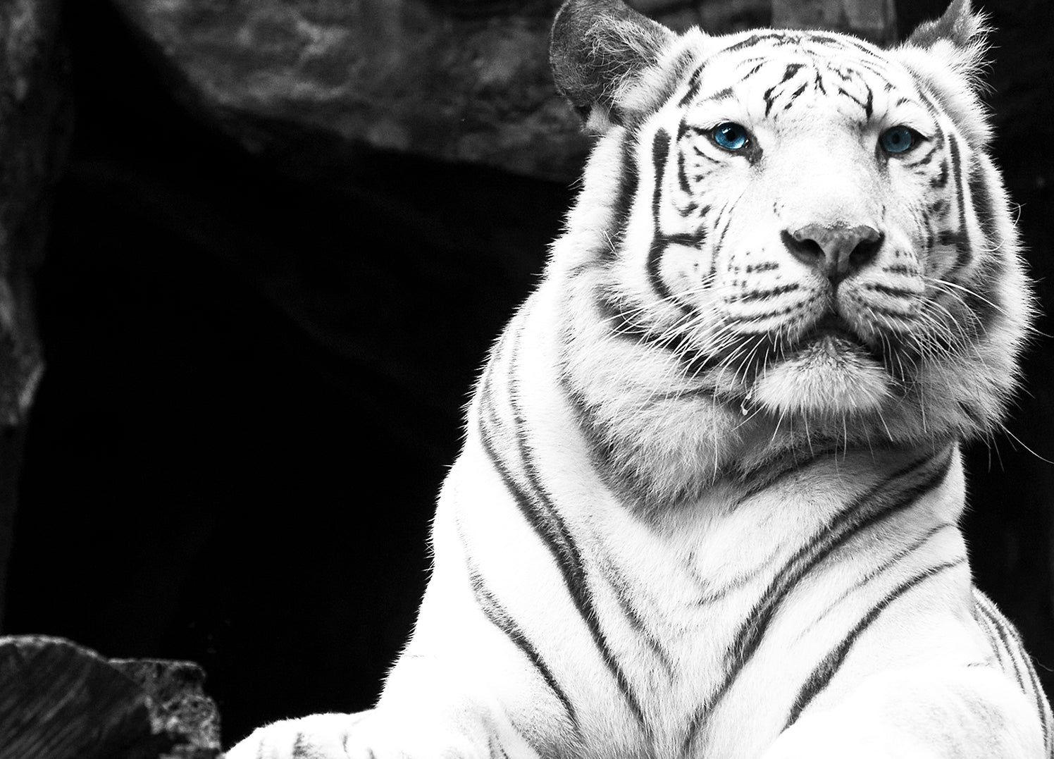 Ljuddämpande tavla - Vit Tiger