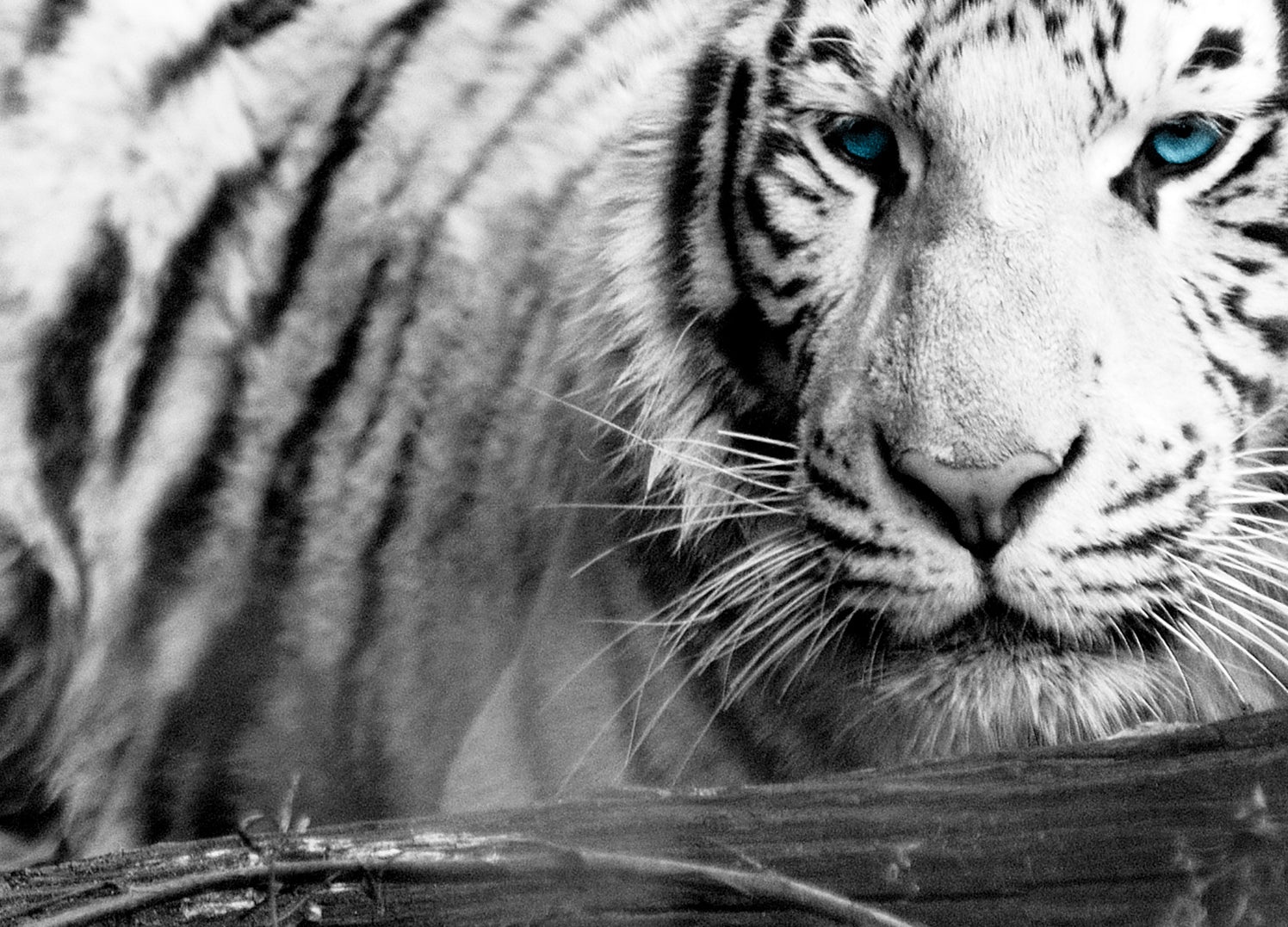 Ljuddämpande tavla - Vit Tiger