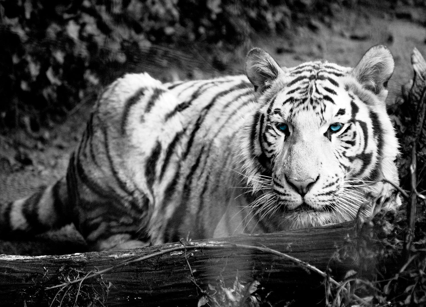 Ljuddämpande tavla - Vit Tiger