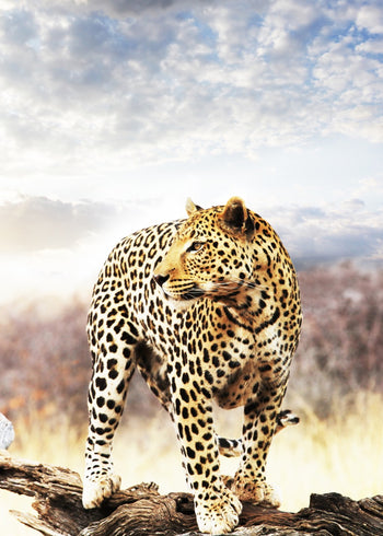 Ljuddämpande tavla - Leopard