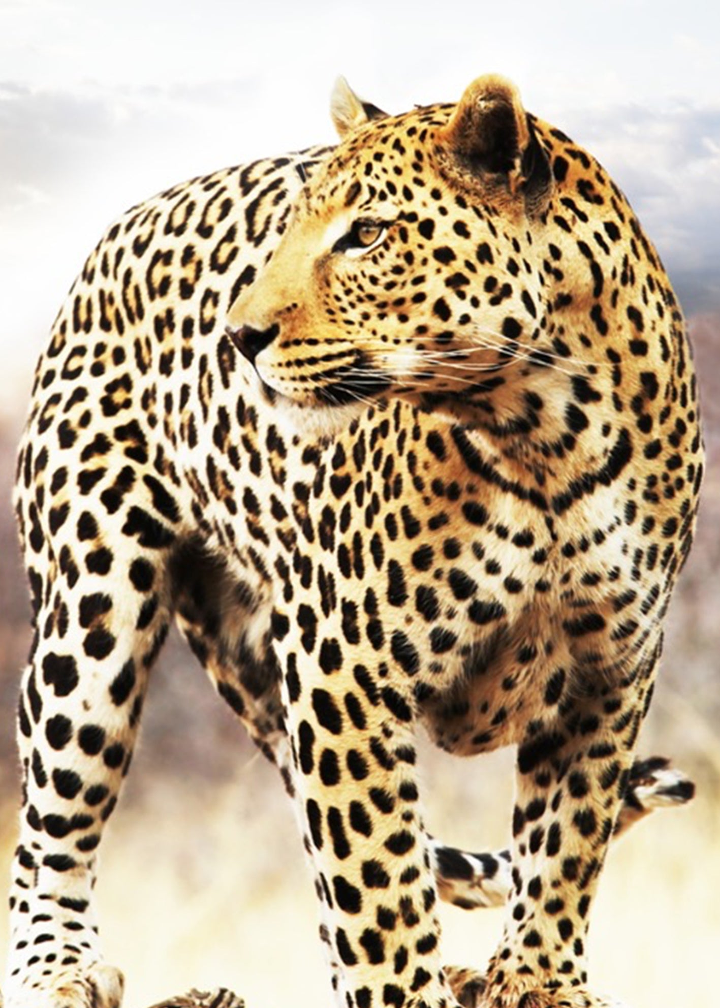 Ljuddämpande tavla - Leopard