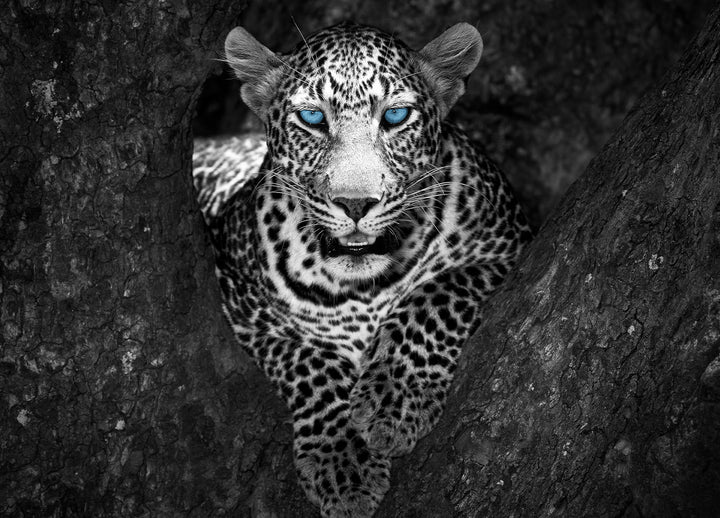 Ljuddämpande tavla - Eyes of a Leopard
