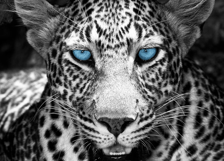 Ljuddämpande tavla - Eyes of a Leopard