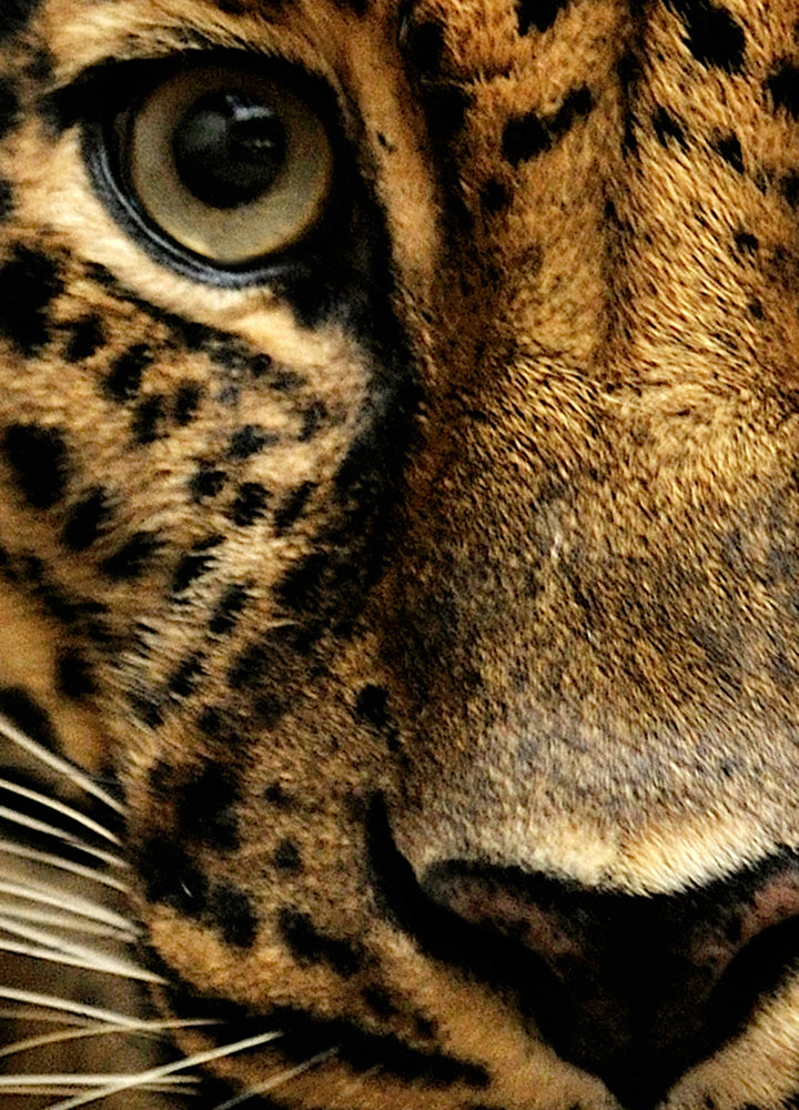 Ljuddämpande tavla - Predator
