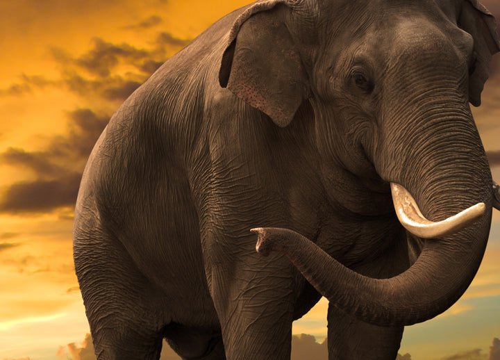 Ljuddämpande tavla - Elefant